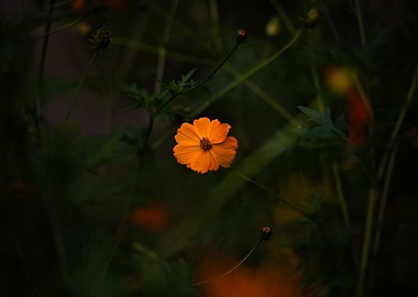 Orange Flower in Green Foliage