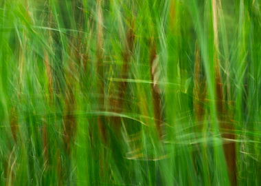 Abstract Grass Blades
