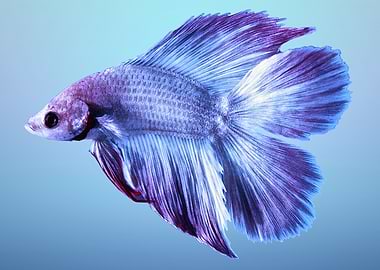 Blue and Purple Betta Fish