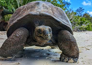 Giant Tortoise on Beach