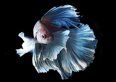 Blue Betta Fish