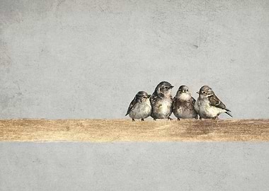 Four Birds on a Branch