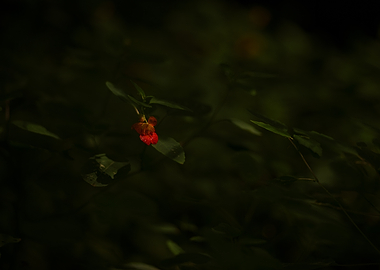 Red Flower in Green Foliage