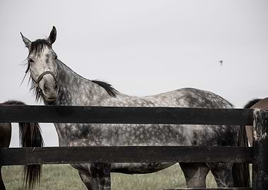 Grey Horse in a Field
