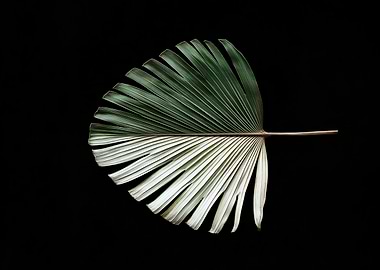 Fractured Elegance: The Palm Frond