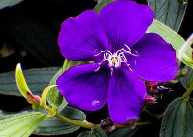 Vibrant Purple Flower