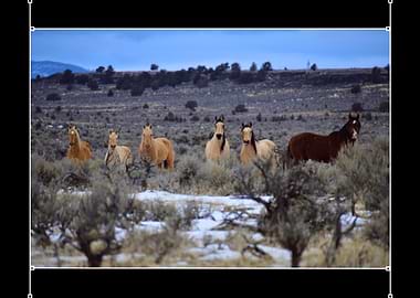 Wild Horses in Winter