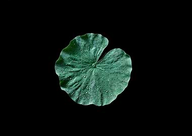 Ripples & Silence: The Lotus Leaf’s Grace