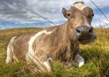 Baby Cow in Long Grass