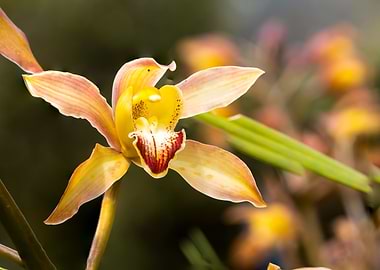 Yellow Orchid Flower