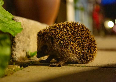Hedgehog on Pavement