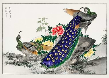 Japanese Peacock Art