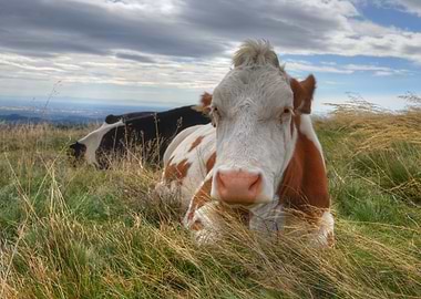 Cow Sitting in a Mountain Field