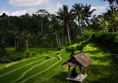 Tropical Rice Paddy Landscape