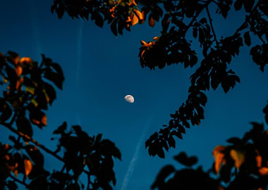 Crescent Moon Framed by Tree Branches