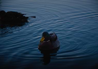 Mallard Duck on Calm Water