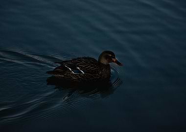 Duck on Calm Water