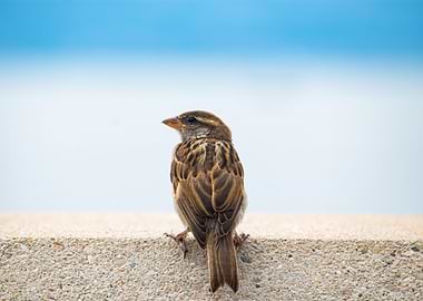 Sparrow on a Wall