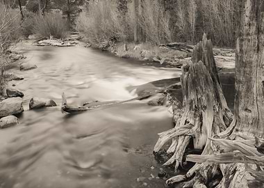 River and Tree Roots