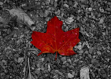 Red Maple Leaf on Gravel