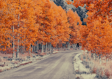 Autumn Road Through Trees