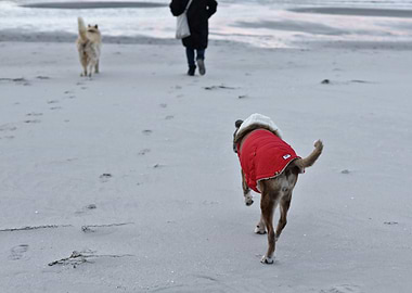 Dog in Red Coat on Beach