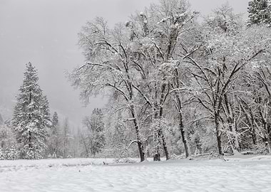 Snowy Forest Landscape