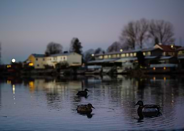 Ducks on a Calm Lake at Dusk