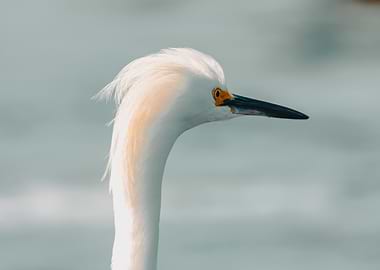 Snowy Egret Close-up