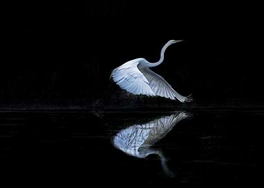 egret night