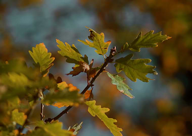 Autumn Leaves Close-Up