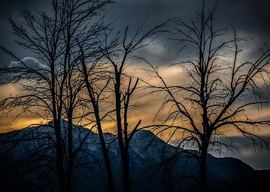 Silhouetted Trees at Sunset