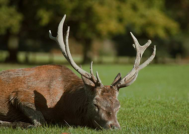 Sleeping Red Deer