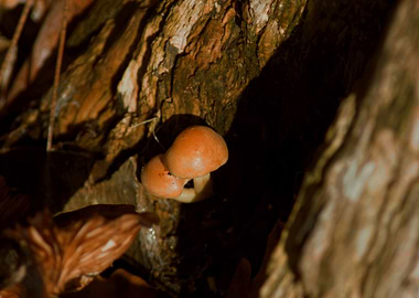 Mushrooms in Tree Bark