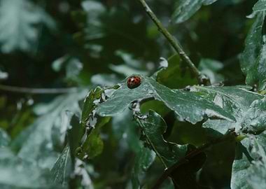 Ladybug on Leaf