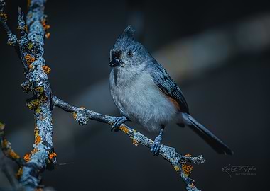 The Tufted Titmouse on Branch