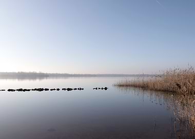 Calm Lake with Reeds