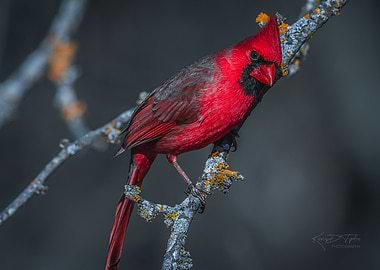 Male Cardinal on Branch
