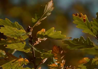 Autumn Oak Leaves
