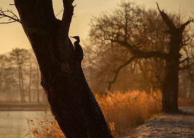 Cormorant Silhouette at Sunset