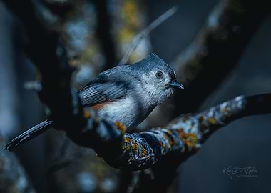 Tufted Titmouse on Branch