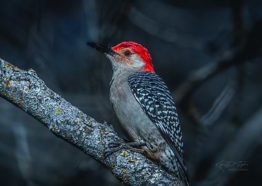 Red-headed Woodpecker on Branch