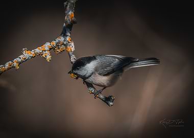 Chickadee on Branch