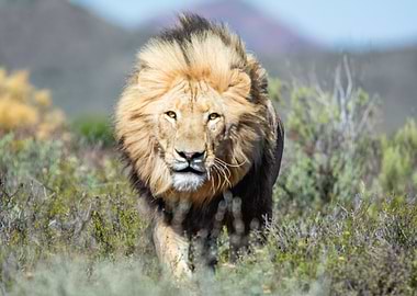 Majestic Lion in the Wild