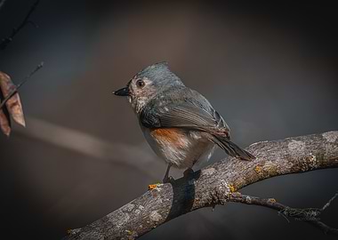 Tufted Titmouse on Branch