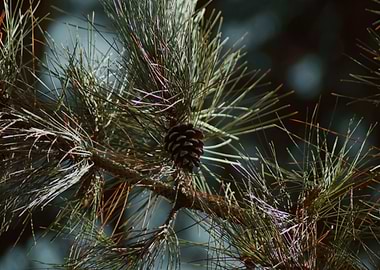 Pine Tree Branch with Cone
