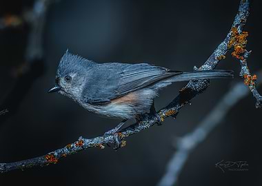 Tufted titmouseon Branch