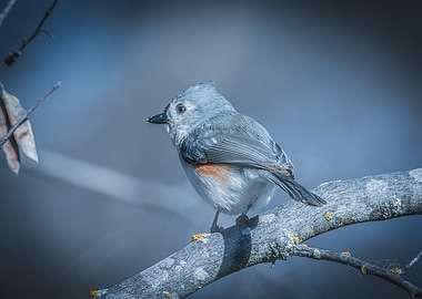 Tufted Titmouse on Branch