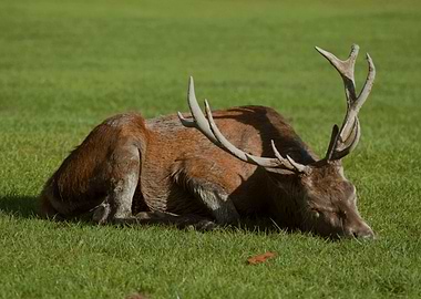 Sleeping Red Deer