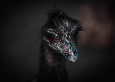 Emu Close-Up